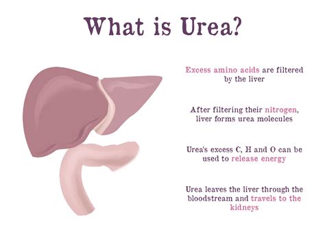 Blood Urea Nitrogen (BUN) .